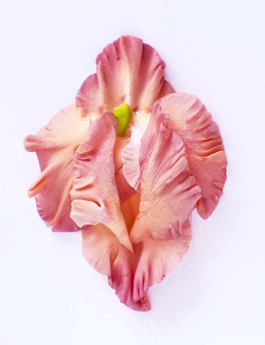 image of a flower resembling a woman's yoni